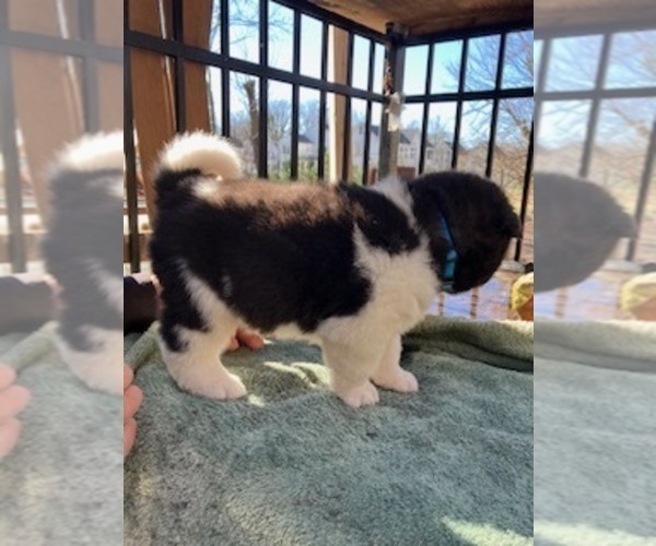 Medium Photo #1 Akita Puppy For Sale in CAMBRIDGE, MD, USA