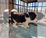 Small Photo #1 Akita Puppy For Sale in CAMBRIDGE, MD, USA