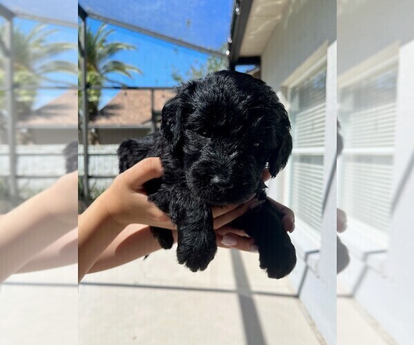 Medium Photo #1 Goldendoodle Puppy For Sale in OVIEDO, FL, USA