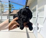 Small Photo #1 Goldendoodle Puppy For Sale in OVIEDO, FL, USA