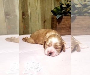 Cocker Spaniel Puppy for sale in TERRY, MS, USA