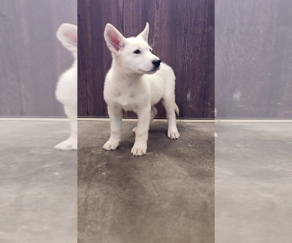 Medium Photo #3 German Shepherd Dog Puppy For Sale in GREENWOOD, WI, USA