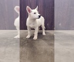 Small #2 German Shepherd Dog