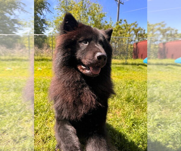 Medium Photo #8 Chow Chow-Unknown Mix Puppy For Sale in Muskegon, MI, USA