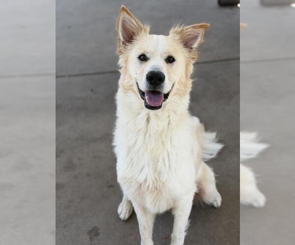 Medium Photo #2 Border Collie-Unknown Mix Puppy For Sale in Chula Vista, CA, USA