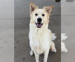 Small #1 Border Collie Mix