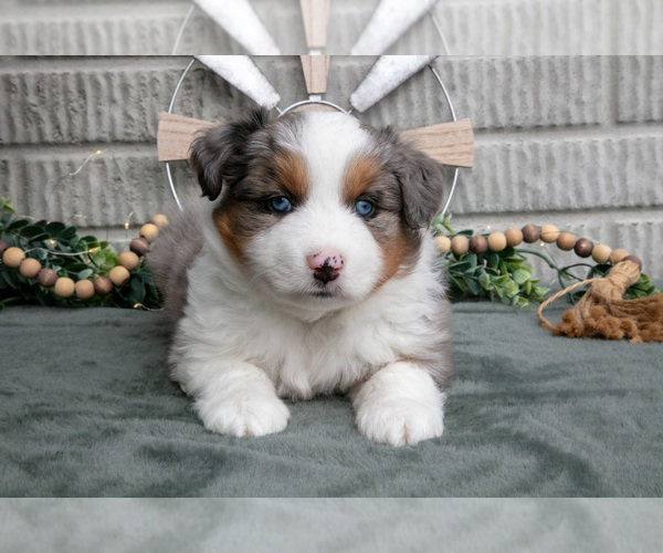Medium Photo #2 Miniature Australian Shepherd Puppy For Sale in BALTIC, OH, USA