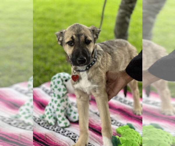 Medium Photo #11 Australian Kelpie-Unknown Mix Puppy For Sale in Dana Point, CA, USA