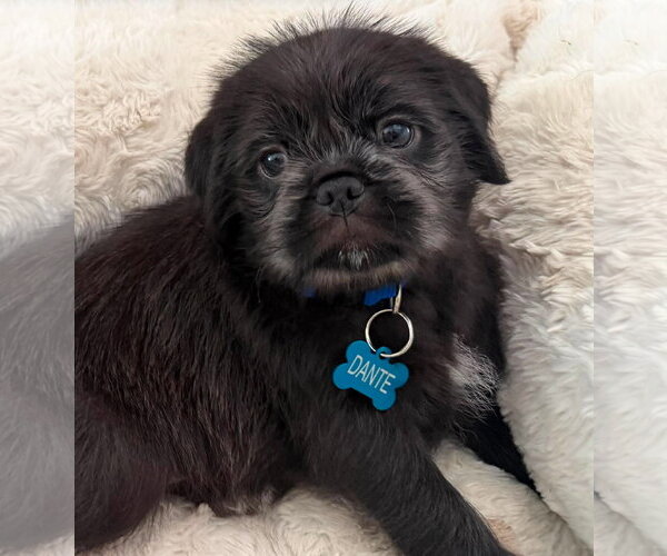 Medium Photo #1 Pug Puppy For Sale in Menifee, CA, USA