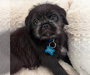 Pug Dogs for adoption in Menifee, CA, USA