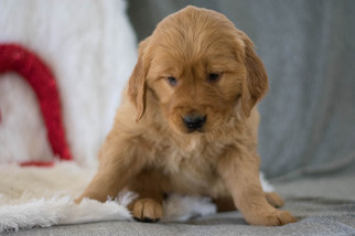 Golden Retriever Puppy for sale in KENT, OH, USA