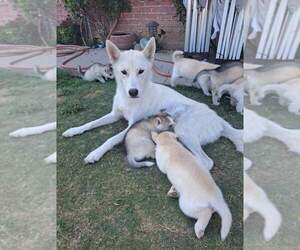 Mother of the Siberian Husky-Timber Wolf Mix puppies born on 09/09/2022