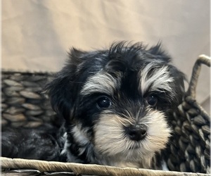 Morkie Puppy for sale in CORNERSVILLE, TN, USA