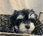 Image preview for Ad Listing. Nickname: Morkies