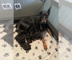 Small Photo #3 Doberman Pinscher Puppy For Sale in FREMONT, IN, USA