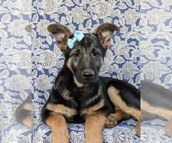 Full screen Photo #6 German Shepherd Dog Puppy For Sale in OXFORD, PA, USA