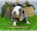 Small #5 American Bully