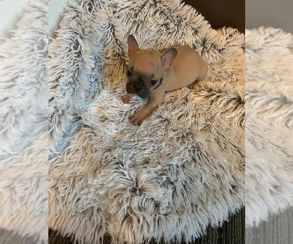 Medium Photo #1 French Bulldog Puppy For Sale in CHANDLER, AZ, USA