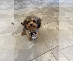 Bichon Frise-Cavachon Mix Puppy for sale in PALM COAST, FL, USA