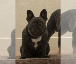 Mother of the French Bulldog puppies born on 12/29/2019