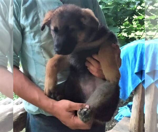 Medium Photo #3 German Shepherd Dog Puppy For Sale in SCOTTS HILL, TN, USA