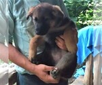 Small Photo #3 German Shepherd Dog Puppy For Sale in SCOTTS HILL, TN, USA