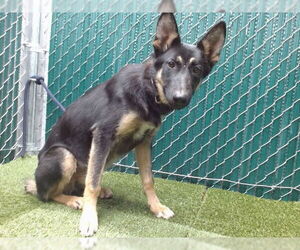 German Shepherd Dog Dogs for adoption in Downey, CA, USA