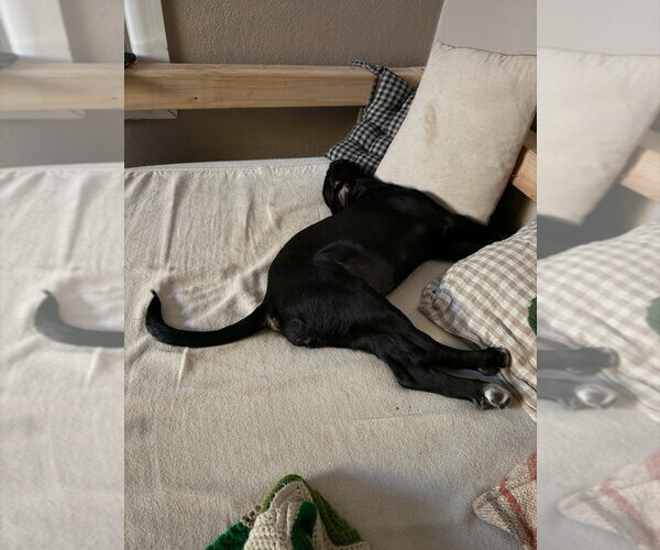 Medium Photo #3 Labrador Retriever-Unknown Mix Puppy For Sale in Fort Collins, CO, USA