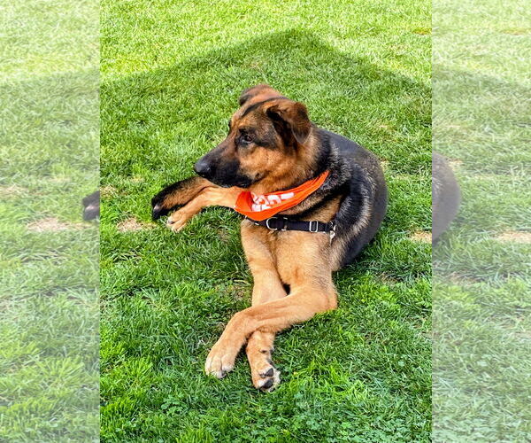 Medium Photo #1 German Shepherd Dog-Unknown Mix Puppy For Sale in Huntington Beach, CA, USA