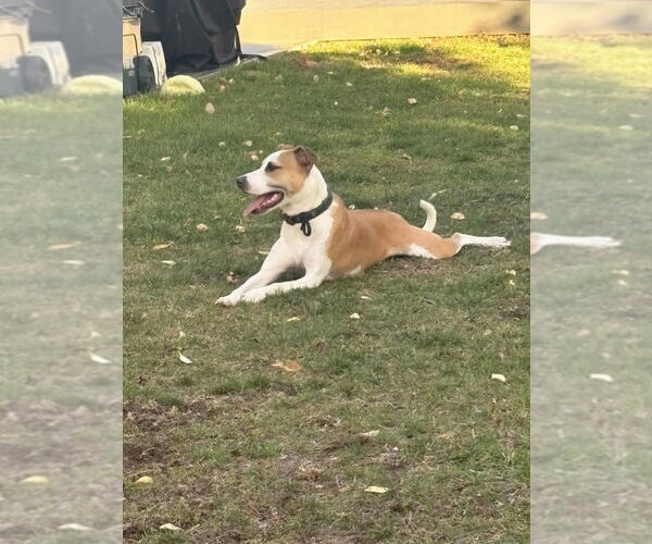 Medium Photo #3 Mutt Puppy For Sale in New York, NY, USA