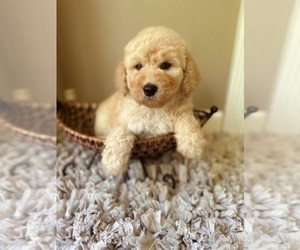 Goldendoodle Puppy for Sale in CROSSVILLE, Tennessee USA