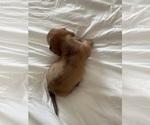 Small #5 Dachshund
