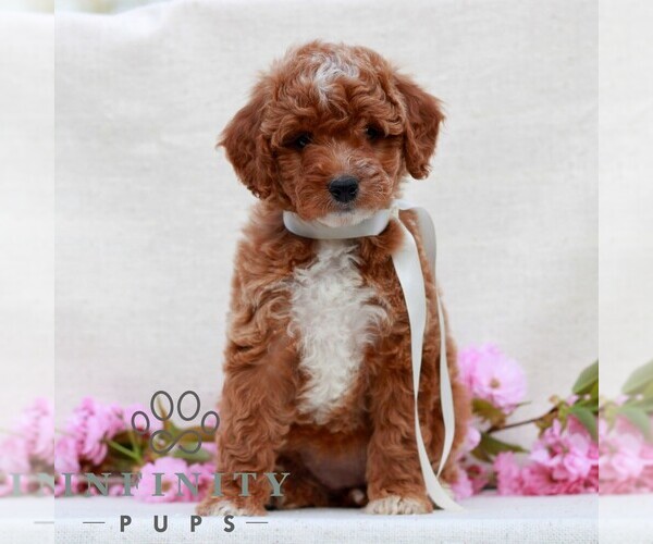 Medium Photo #3 Irish Doodle (Miniature) Puppy For Sale in NEWMANSTOWN, PA, USA