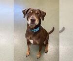 Small #1 Labrador Retriever Mix