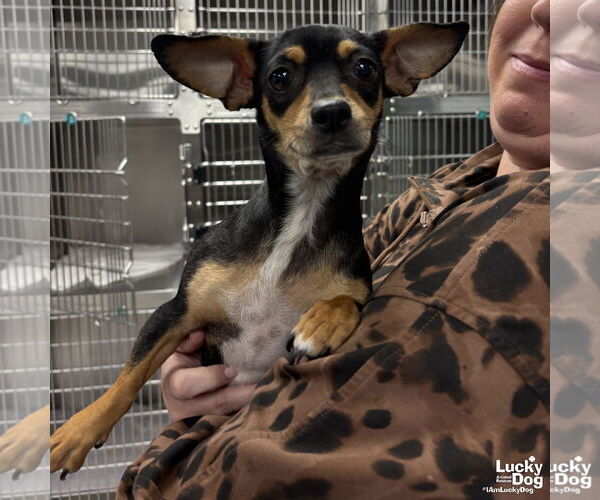 Medium Photo #1 Chiweenie Puppy For Sale in Washington, DC, USA