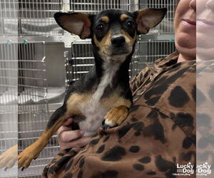 Chiweenie Dogs for adoption in Washington, DC, USA