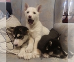 Small Photo #22 German Shepherd Dog-Siberian Husky Mix Puppy For Sale in SAINT MARYS, KS, USA
