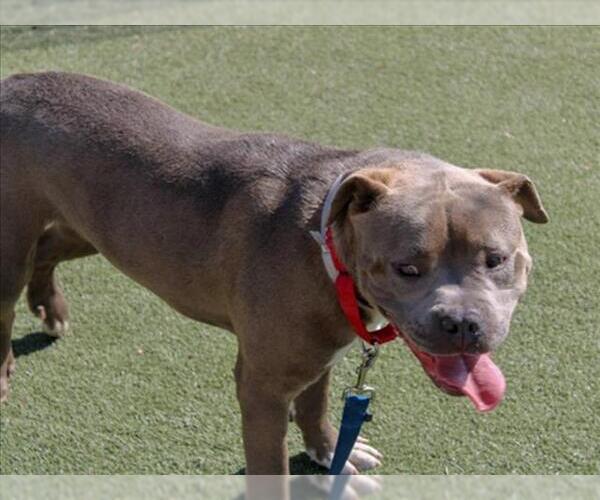 Medium Photo #1 American Pit Bull Terrier Puppy For Sale in Martinez, CA, USA