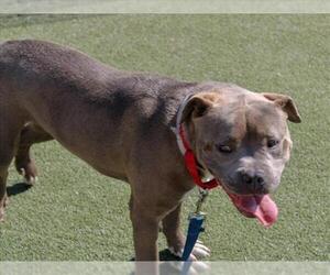 American Pit Bull Terrier Dogs for adoption in Martinez, CA, USA