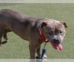 Small American Pit Bull Terrier