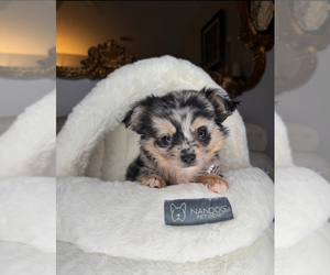 Chihuahua Puppy for sale in CHARLOTTE, NC, USA