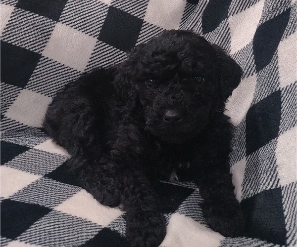 Medium Photo #2 Poodle (Standard) Puppy For Sale in COUCH, MO, USA