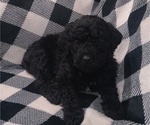 Small #1 Poodle (Standard)