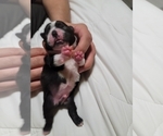 Small Photo #5 Boston Terrier Puppy For Sale in NEW PORT RICHEY, FL, USA