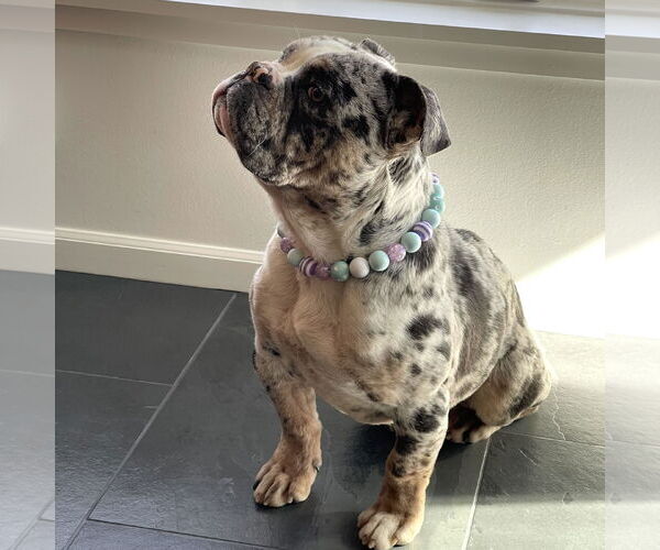 Medium Photo #5 Bulldog Puppy For Sale in St. Louis Park, MN, USA