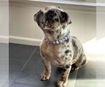 Small #4 Bulldog