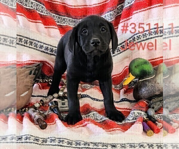 Medium Photo #1 Labrador Retriever Puppy For Sale in MERIDEN, KS, USA