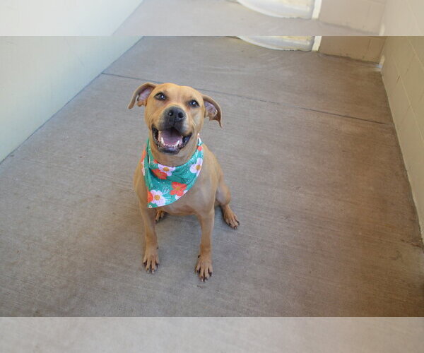 Medium Photo #2 Rhodesian Ridgeback-Unknown Mix Puppy For Sale in McKinney, TX, USA