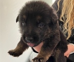 Small Photo #14 German Shepherd Dog Puppy For Sale in INMAN, SC, USA
