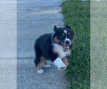 Small #3 Miniature Australian Shepherd